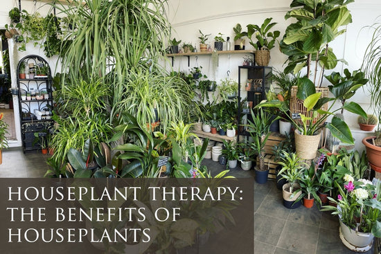 Houseplant Therapy: The Benefits of Houseplants