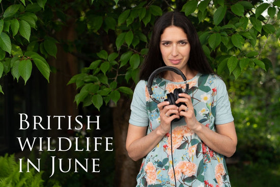 British Wildlife in June