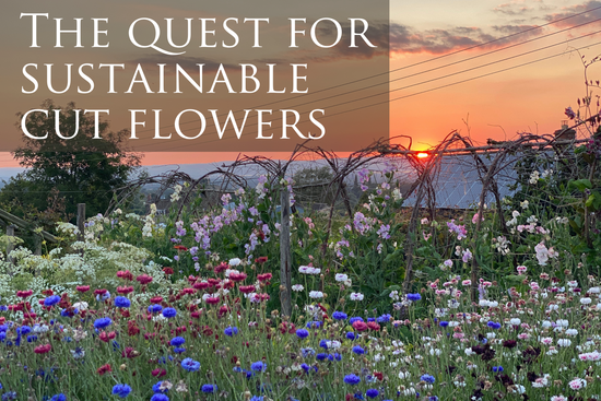 The Quest for Sustainable Cut Flowers